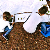 „Baum Gestalten: Der Wald und laute Bäume“ – Kinder geben Bäumen Gesicht, Charakter und Stimme